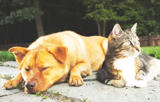 The Best Flea Treatment For Dogs and Cats