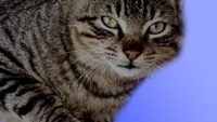 Top 4 Best Cat Litters Review
